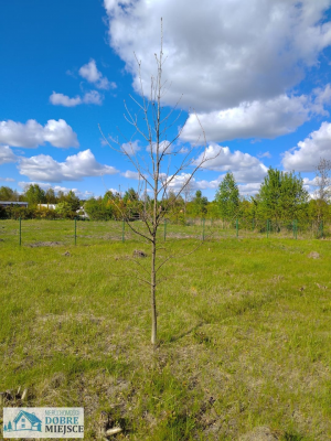 Działka Osielsko - Żołędowo 